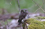 Eurasian pygmy owl