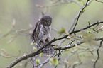 Eurasian pygmy owl