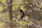 Eurasian pygmy owl