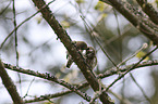 Eurasian pygmy owls