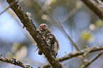 Eurasian pygmy owls