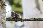 Eurasian pygmy owls