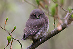 Eurasian pygmy owl