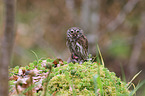 Eurasian pygmy owl