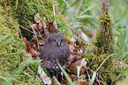 Eurasian pygmy owl