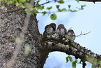 Eurasian pygmy owls