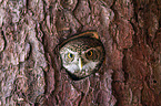 Pygmy owl in tree hole