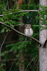 Eurasian pygmy owl