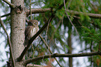 Eurasian pygmy owl