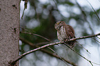 Eurasian pygmy owl