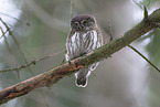 Eurasian pygmy owl