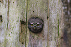 owlet