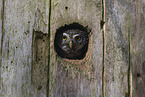 owlet