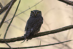 owlet