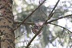 owlets