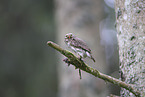pygmy owl