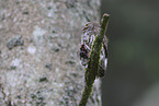 pygmy owl