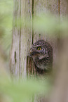 pygmy owl