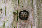pygmy owl