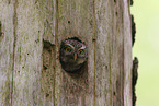 pygmy owl