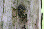 pygmy owl