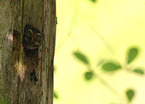 pygmy owl