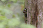 pygmy owl