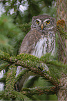 owlet