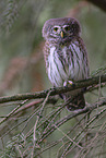 owlet