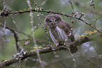 owlet
