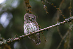 owlet