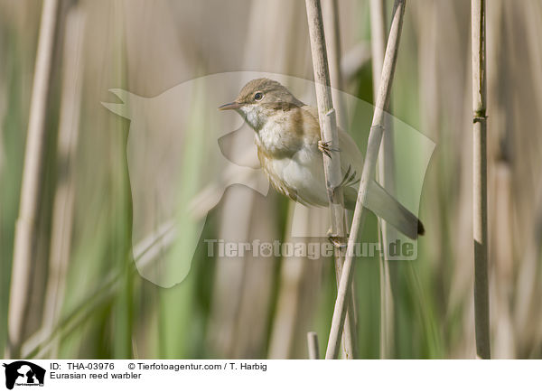 Eurasian reed warbler / THA-03976