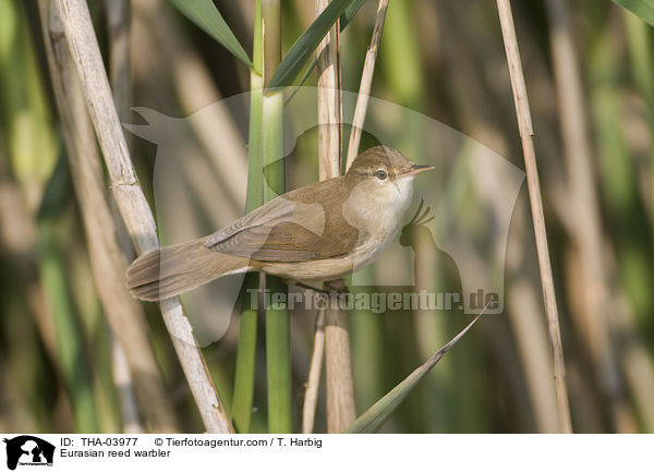 Eurasian reed warbler / THA-03977