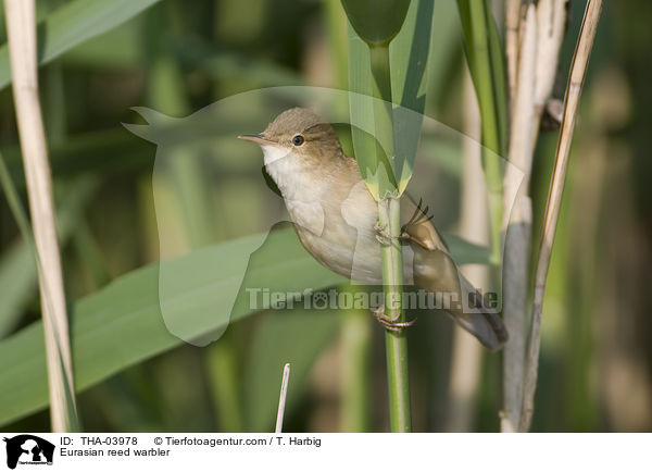 Eurasian reed warbler / THA-03978