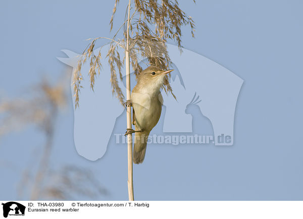 Eurasian reed warbler / THA-03980