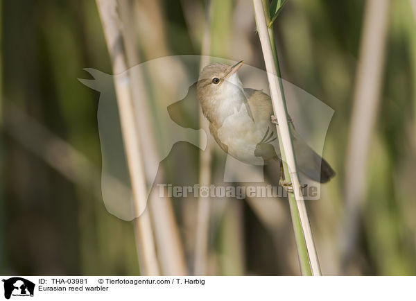 Eurasian reed warbler / THA-03981