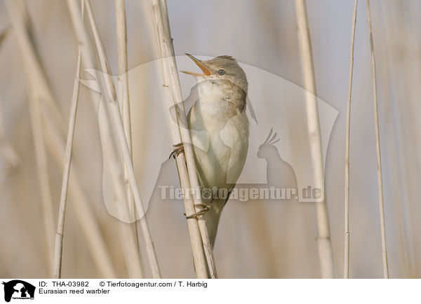 Eurasian reed warbler / THA-03982