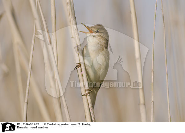 Teichrohrsnger / Eurasian reed warbler / THA-03982