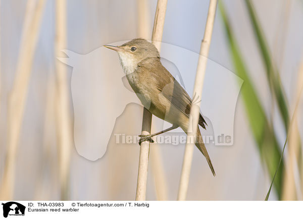 Eurasian reed warbler / THA-03983
