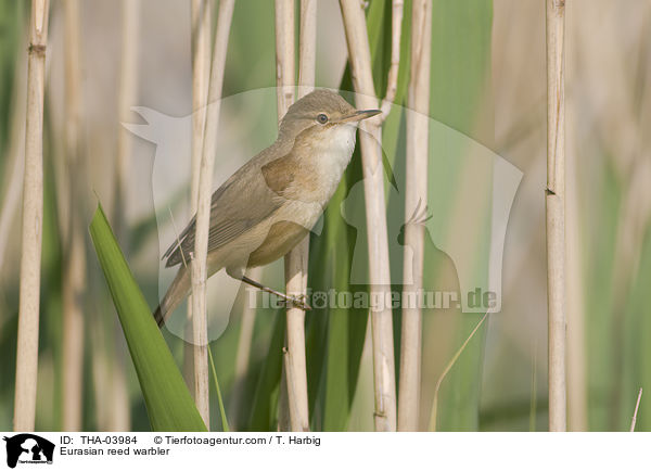 Eurasian reed warbler / THA-03984