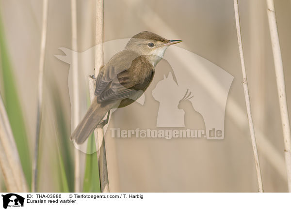 Eurasian reed warbler / THA-03986