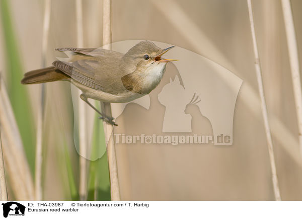 Eurasian reed warbler / THA-03987