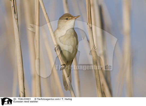 Eurasian reed warbler / THA-03991