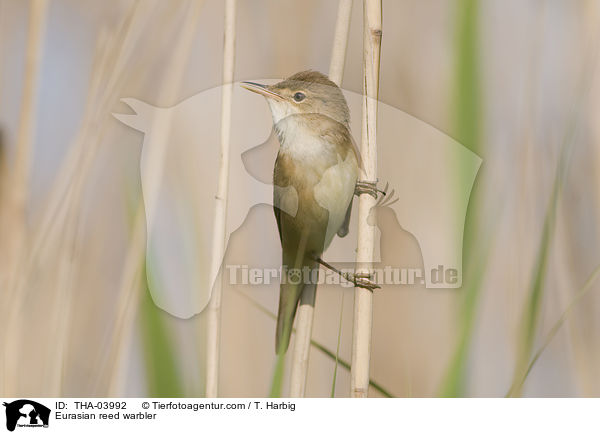 Eurasian reed warbler / THA-03992