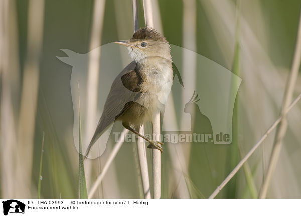 Eurasian reed warbler / THA-03993