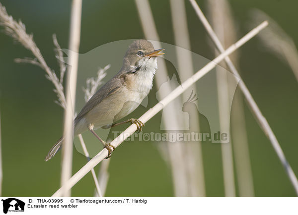 Eurasian reed warbler / THA-03995
