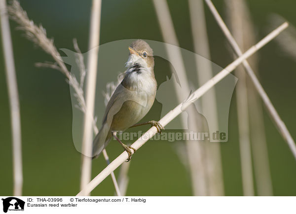 Eurasian reed warbler / THA-03996