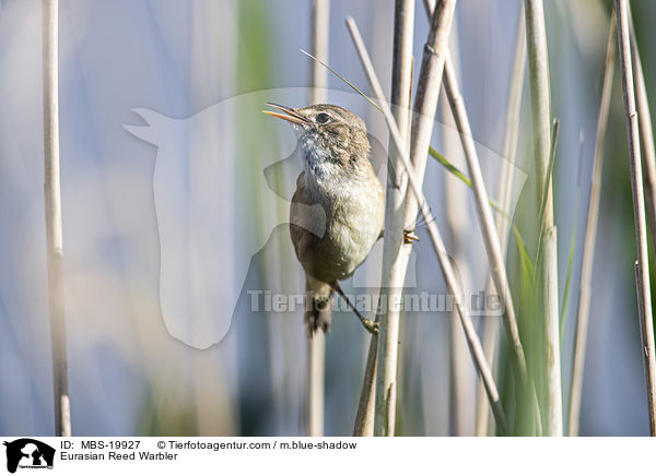 sitzender Teichrohrsnger / Eurasian Reed Warbler / MBS-19927