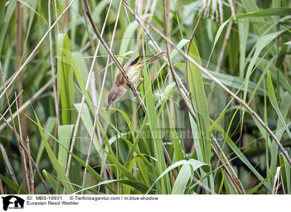 Eurasian Reed Warbler / MBS-19931