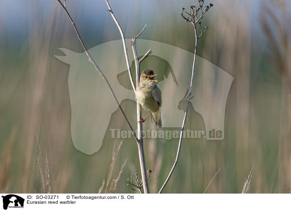 Eurasian reed warbler / SO-03271